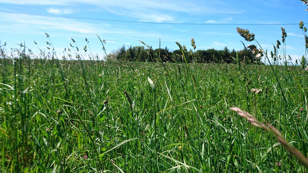 Pensjonat Les Prairies Mas Roux Raphèle Zewnętrze zdjęcie