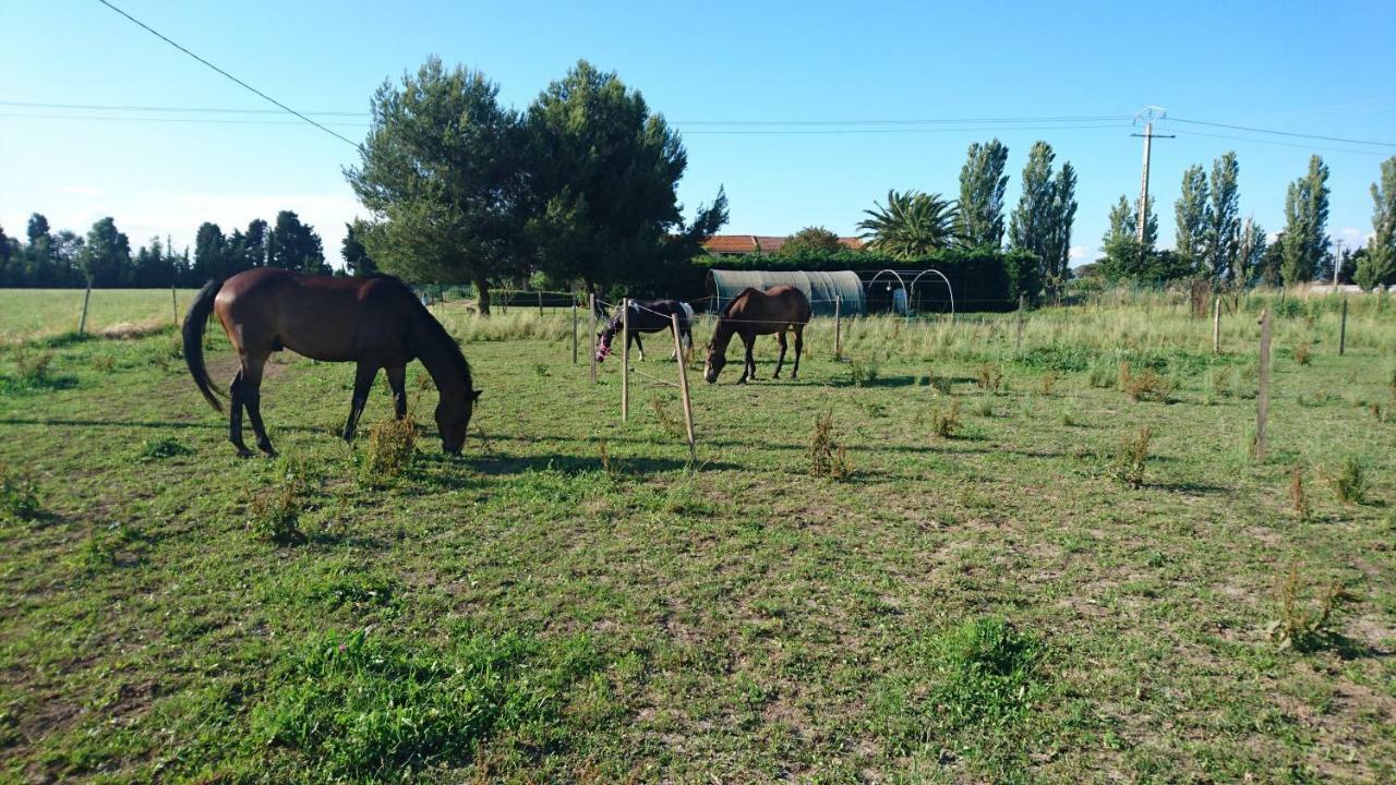 Pensjonat Les Prairies Mas Roux Raphèle Zewnętrze zdjęcie